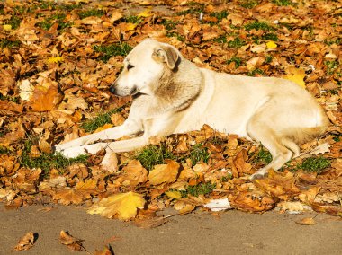 Sokak köpeği güneşli gün düşen yaprakları, sonbahar park sarıyla yalan