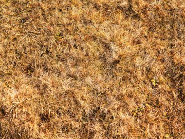 Sonbahar tasarımı için doğal arka plan. Tüm proje için arka plan olarak kuru ot çim kavrulmuş.