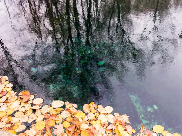 Abstrakta Reflektion Träd Sjön Och Hösten Gul Lämnar Vattnet Selektiv — Stockfoto