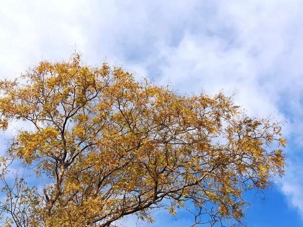 Background Group Tree Branches Yellow Leaves Clear Blue Sky Fall — Stock Photo, Image