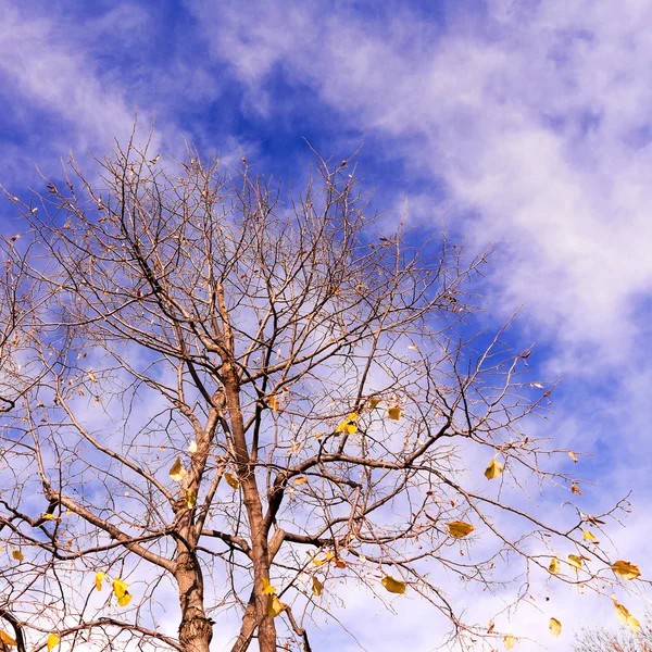 Background Group Tree Branches Yellow Leaves Backdrop Cloudy Sky Fall — Stock Photo, Image