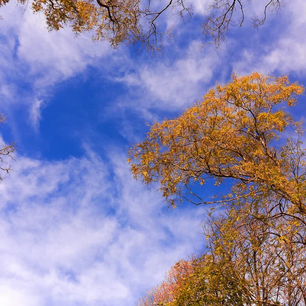 Background Group Tree Branches Yellow Leaves Clear Blue Sky Fall — Stock Photo, Image