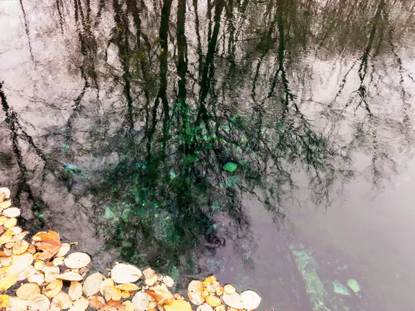 Abstrakta Reflektion Träd Sjön Och Hösten Gul Lämnar Vattnet Selektiv — Stockfoto