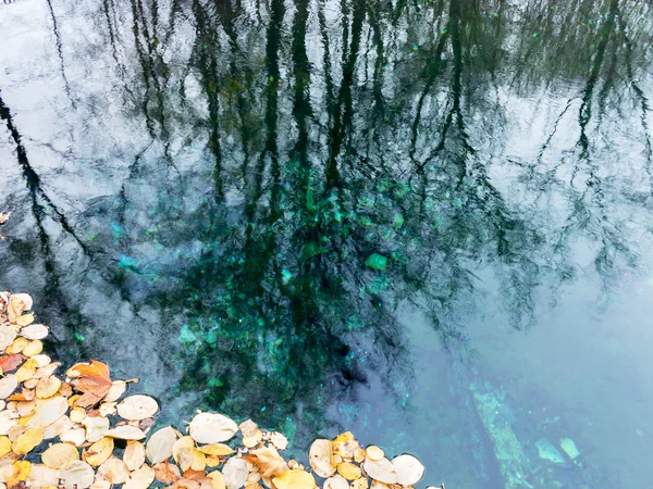 Abstrakta reflektion av träd i sjön och hösten gul lämna — Stockfoto