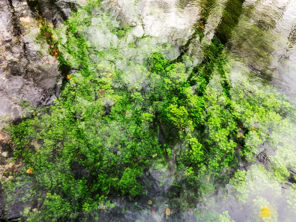 抽象反映树木在湖中和秋天的黄叶上的水 选择性的焦点 作为你的项目的背景 — 图库照片
