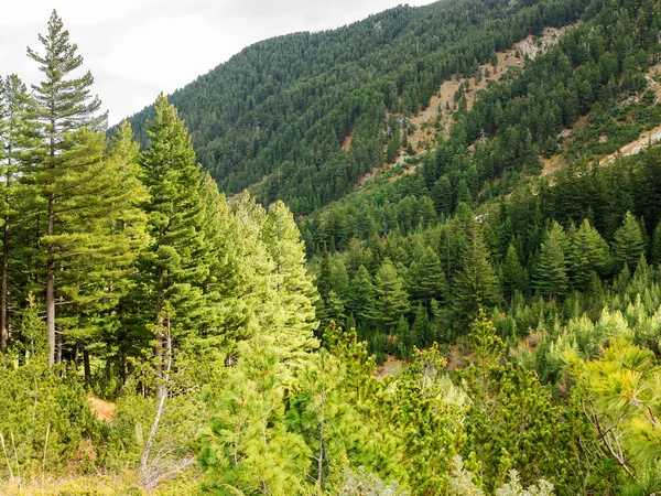 Bela paisagem rochosa autêntica dos Pirinéus. Bansko, Bul. — Fotografia de Stock