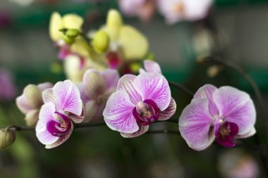 Orkide çiçekleri, seçici odak tekrarladı. Güzel orkide.