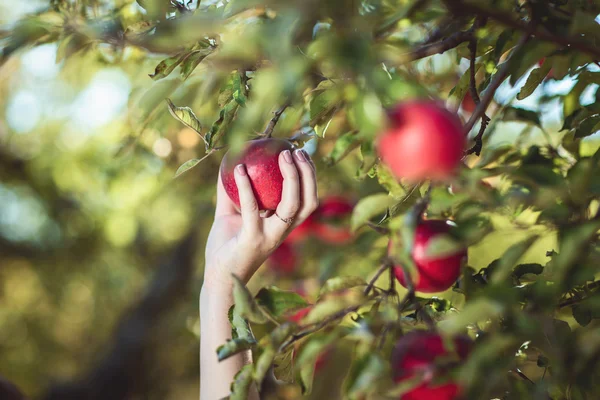 Kırmızı elma bir el alır — Stok fotoğraf