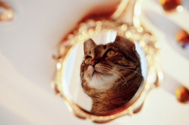 Güzel eski vintage ayna ve bir kedi