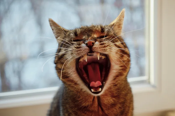 komik kedi açık ağzı ile