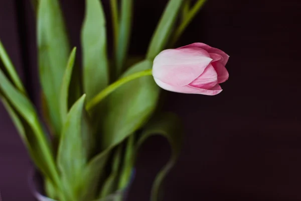 Een mooi boeket van roze tulpen — Stockfoto