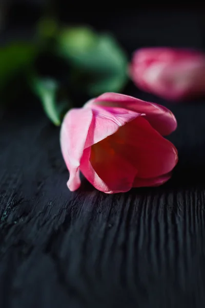 Krásné růžové tulipány — Stock fotografie