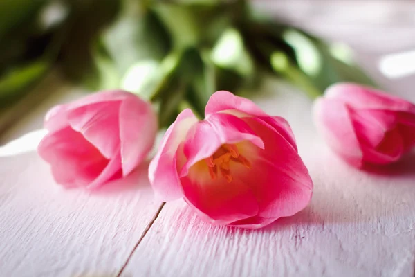 Mooie roze tulpen — Stockfoto