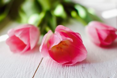 güzel pembe laleler