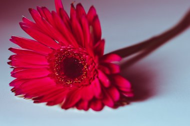 Güzel kırmızı gerbera çiçeği 