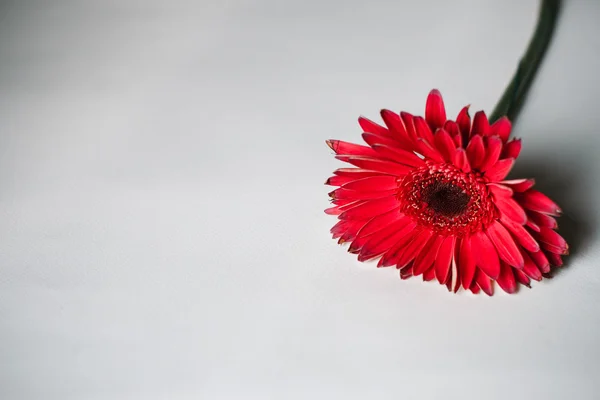 美丽的红芙蓉花 — 图库照片