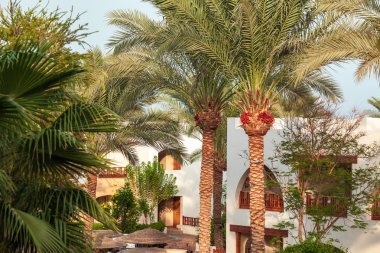 palmiye ağaçları, tropik sahil