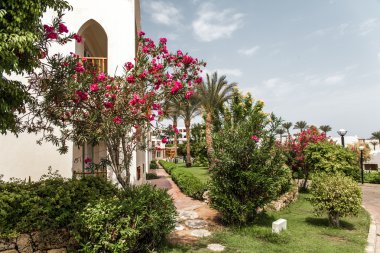 lüks Mısır otel palmiye ağacı ile