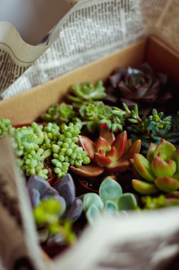 Güzel çok renkli kaktüs succulents