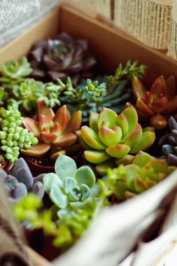 Güzel çok renkli kaktüs succulents