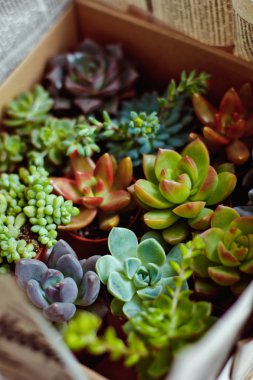 Güzel çok renkli kaktüs succulents