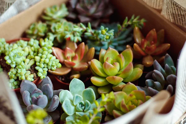 Prachtige veelkleurige cactus vetplanten — Stockfoto