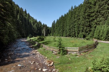 Bir ormandaki çam ağaçları ile çevrili dağ dere