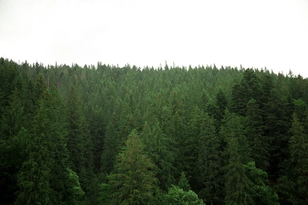 Nadelwald an einem steilen Berghang in den Karpaten, Ukraine — Stockfoto