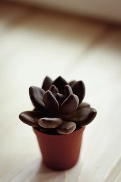 Hermosas suculentas de cactus verdes en una plantadoraHermosas suculentas de cactus verdes en una plantadora — Foto de Stock