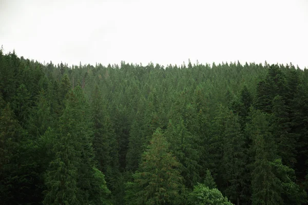 Bosque de coníferas en una empinada ladera montañosa en los Cárpatos, Ucrania — Foto de Stock