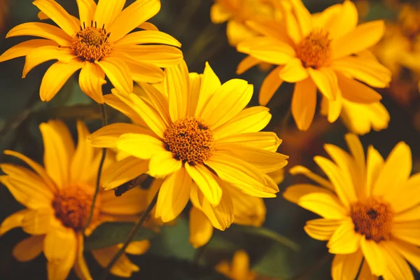 Világos sárga rudbeckia, gyönyörű virágokat a kertben — Stock Fotó