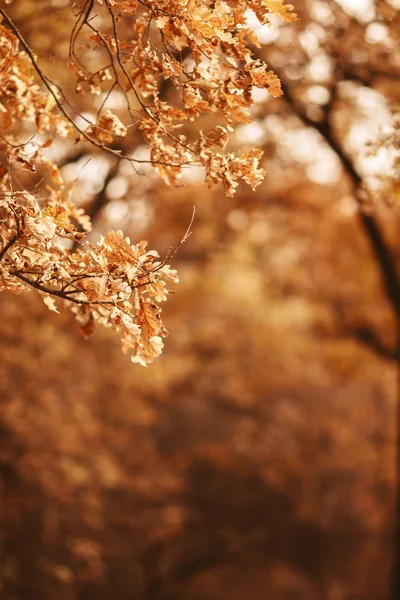 Otoño otoño amarillo seco roble hojas fondo borroso Imagen De Stock