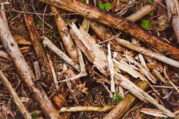 Pila de composición de ramas de árbol como textura de fondo Imágenes De Stock Sin Royalties Gratis