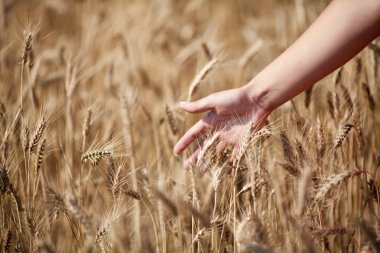 Kadının el slayt buğday attı