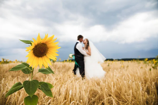 Sun flower and wedding couple — Stock Photo, Image