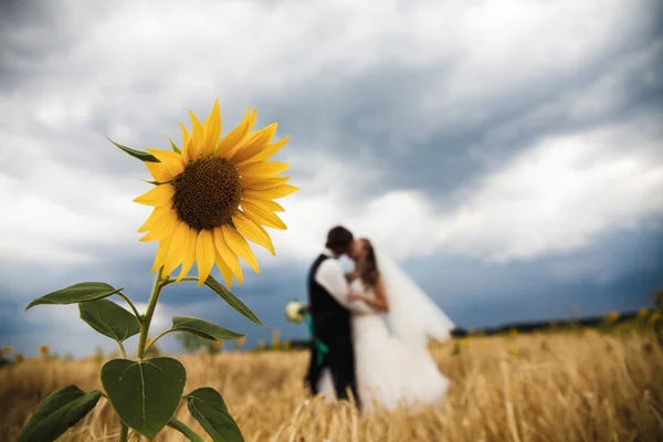 Λουλούδι ήλιο και γαμήλιο ζεύγος — Φωτογραφία Αρχείου