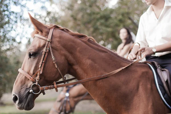 Коня і вершника — стокове фото