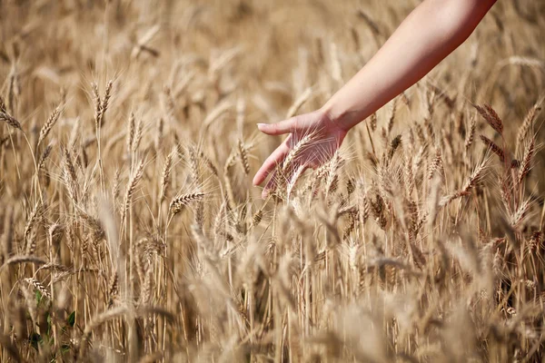 Campo de trigo duro — Fotografia de Stock