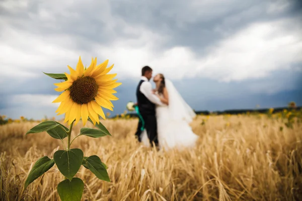 Sun flower and wedding couple — Stock Photo, Image