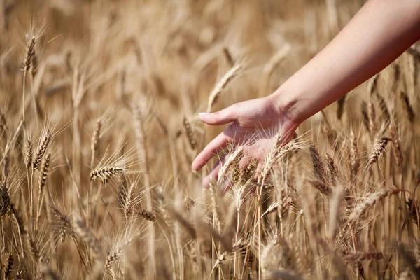 Womans hand slide threw the wheat — Stock Photo, Image