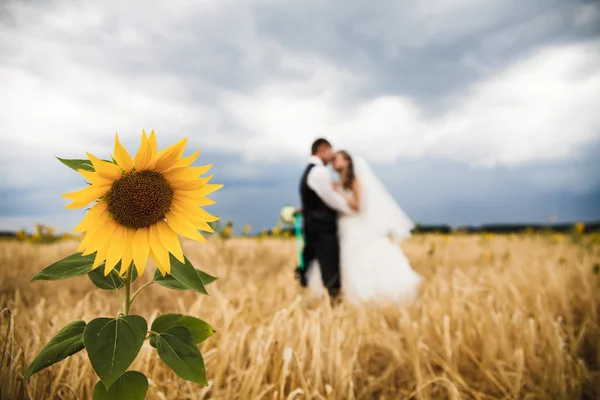 Braut und Bräutigam küssen sich mit Sonnenblumen im Vordergrund — Stockfoto