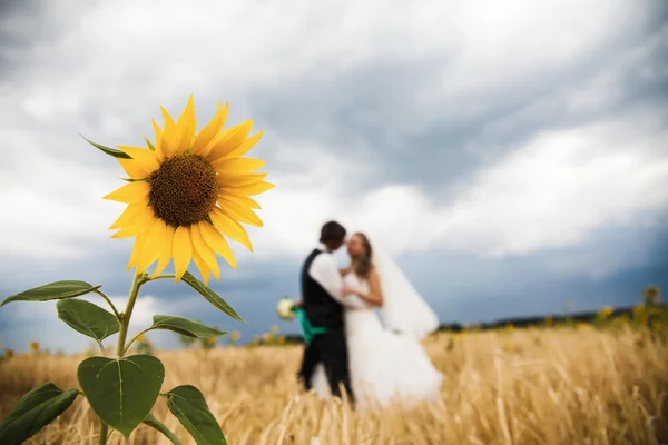 Bride and groom kissing with  sunflowers on forground — Stock Photo, Image