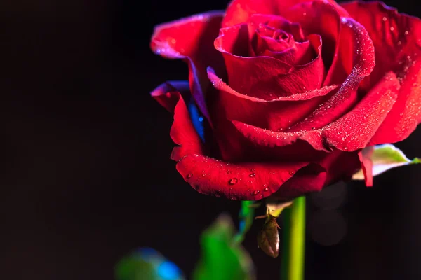 Макроснимок красной розы — стоковое фото