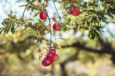 Güzel olgun Kırmızı elma ağacı üzerinde