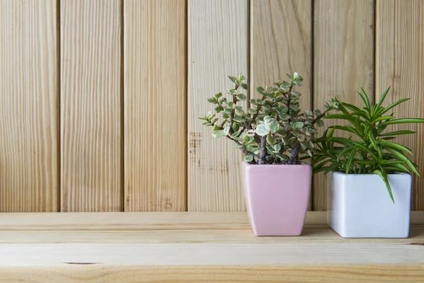 Indoor plant on wooden table and wooden wall