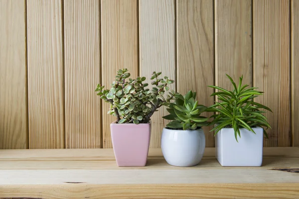 Indoor plant on wooden table and wooden wall