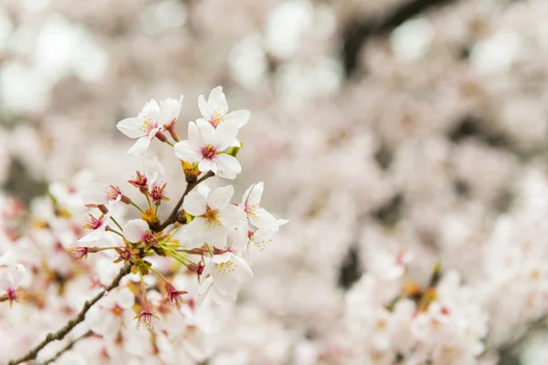 Cherry blossom in full bloom. cherry flowers in small clusters on a cherry tree branch.