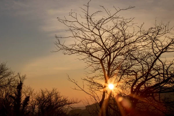 Sunset Picture Showing Tree Silhouette Sun —  Fotos de Stock