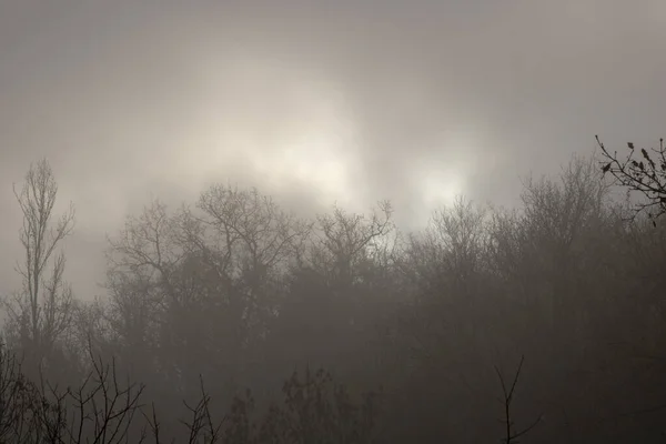 Nebelige Dunkle Landschaft Mit Einigen Bäumen Und Ästen — Stockfoto