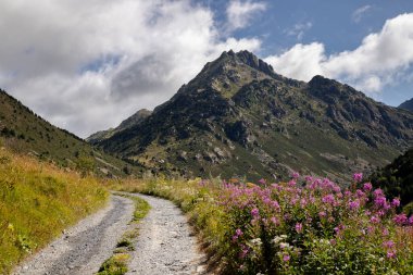 Güzel bir manzara ön planda çiçekler ve Andorra 'daki Incles Vadisi' nde bir dağ gösteriyor.